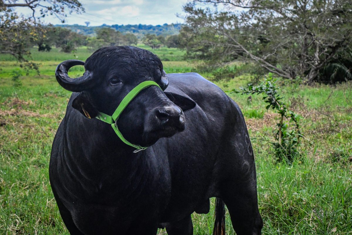 Venta de Semen